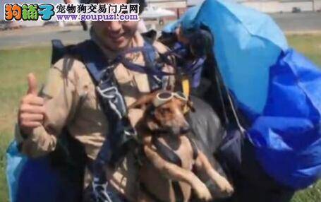 狗狗与主人一同跳伞 从四千米高空跳下不畏惧