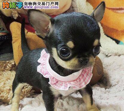 如何饲养两个月的吉娃娃