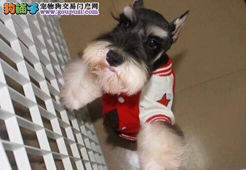 雪纳瑞大便里有虫子是什么，应如何医治