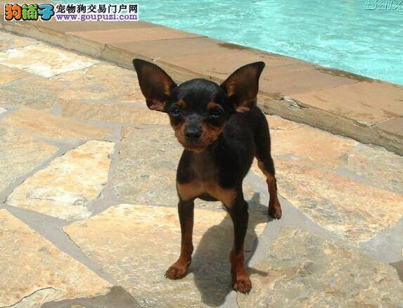 重点剖析小鹿犬的身体特征 教你挑选优秀犬