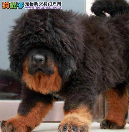 藏獒两天没拉便便了该怎么办