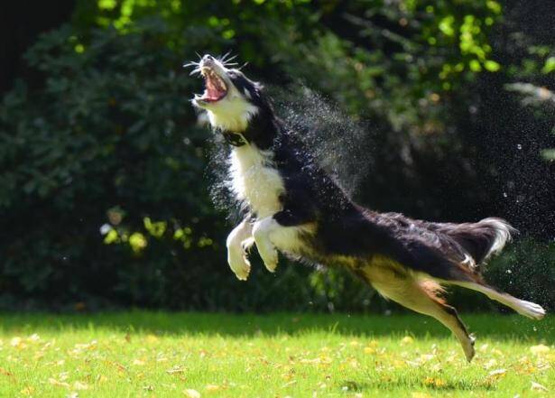 对于爱吃便便的比熊犬，我们应该怎样解决呢