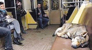 俄罗斯流浪狗每天搭地铁外出觅食[图]
