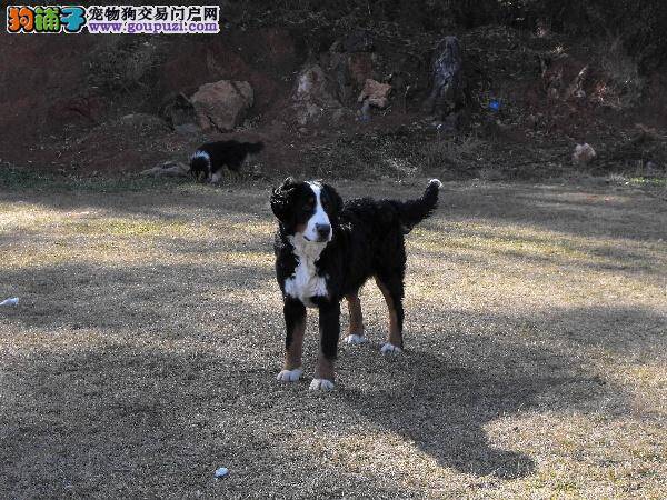 伯恩山犬耳朵有很多耳螨，如何才能早日康复