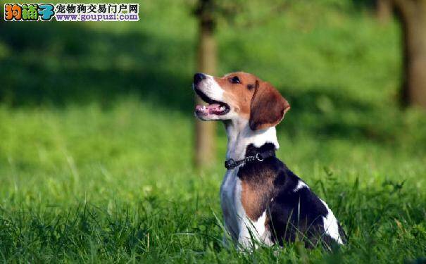 比格犬价格多少 好奇心强大的米格鲁猎兔犬