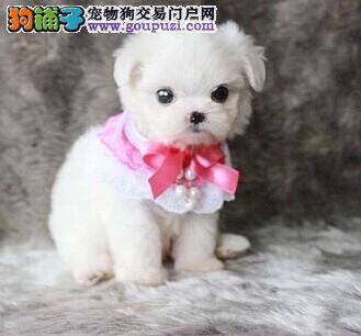 选购马尔济斯犬可以学习的方法有哪些