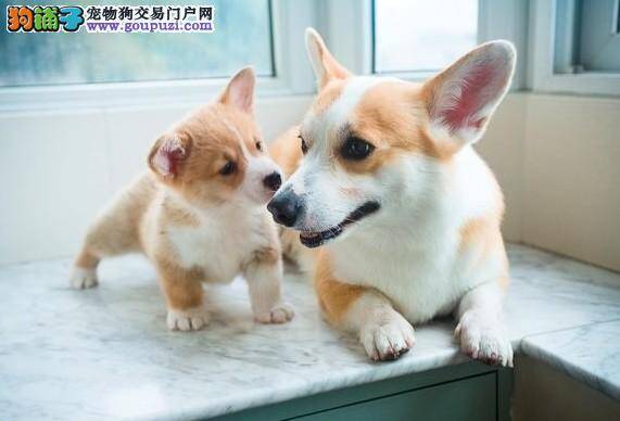 柯基犬吃饺子后，口吐黄沫是为什么