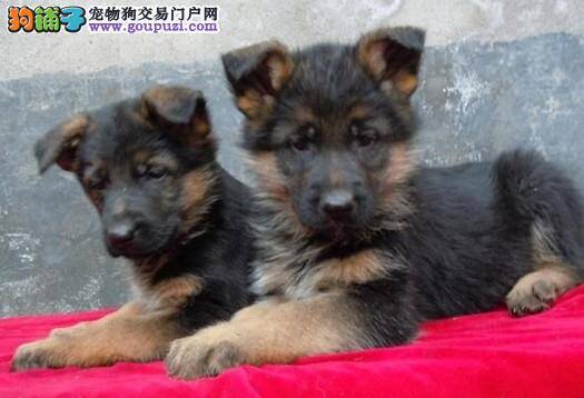 解说德国牧羊犬与狼狗之间的区别在哪里