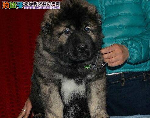 如何照顾产后的高加索犬 求解答