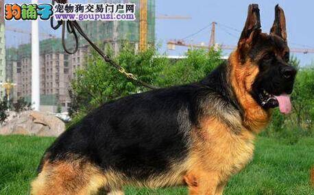 购买纯种德国牧羊犬的指导手册