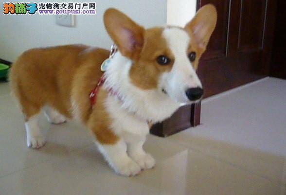 柯基犬最近眼睛总流泪是怎么了