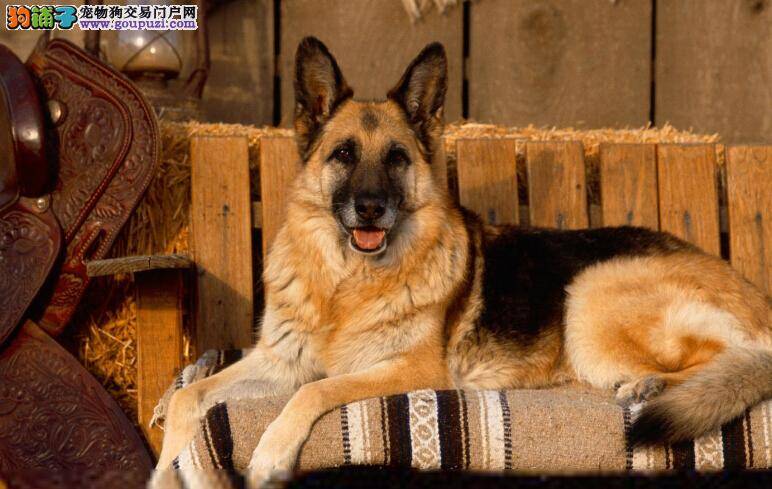 温馨世界家庭 不同的休息地点对德国牧羊犬有哪些影响