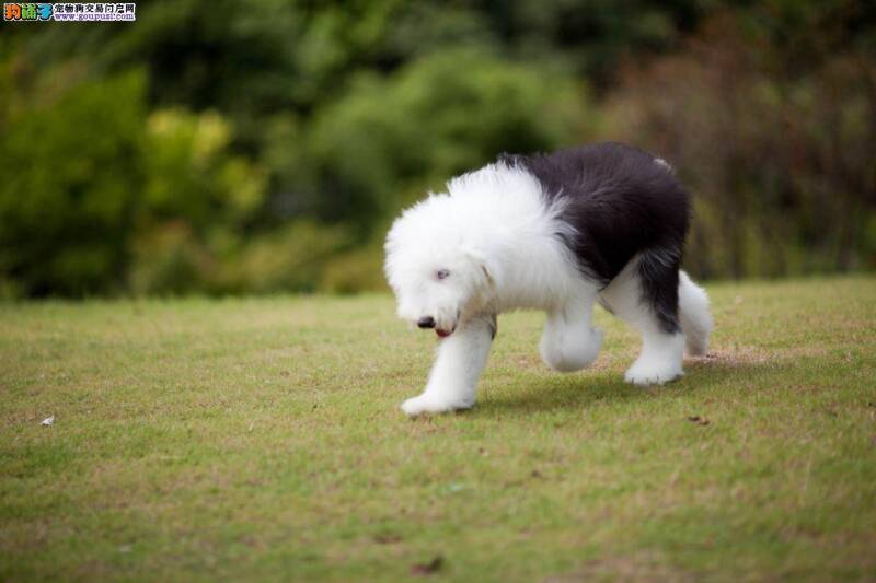 怎样合理的给古代牧羊犬补钙