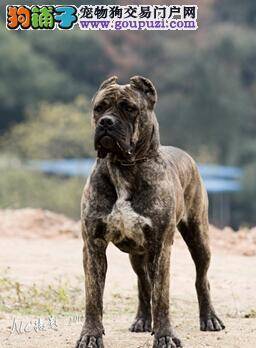 预防病从口入 做好卡斯罗犬的口腔护理工作
