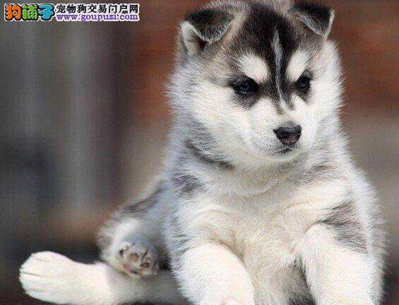 怎样弄清楚哈士奇不吃饭的原因