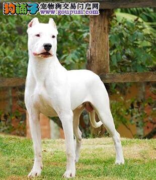 明智之举 如何给杜高犬选择最佳时机做绝育手术