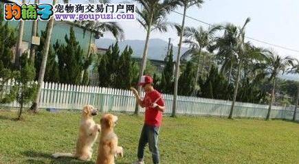 明星李克勤钟爱金毛犬 旅游归来晒儿子与爱犬照片