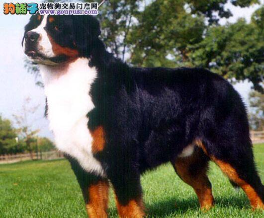 护理新方案 轻松应对脱毛的伯恩山犬