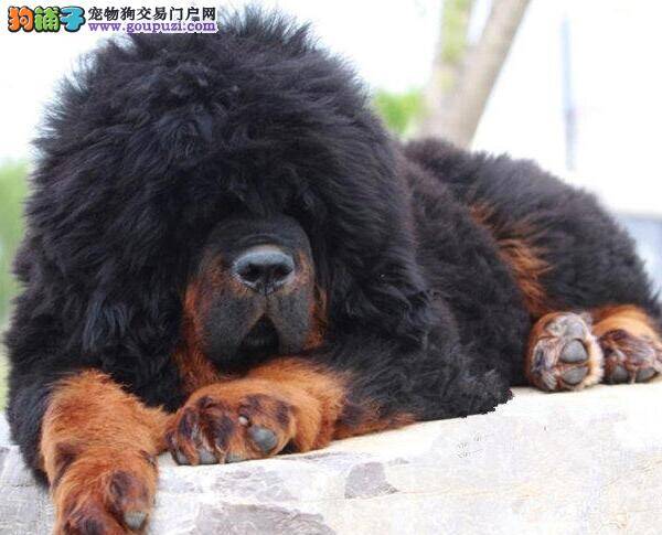 我家藏獒不爱吃东西十分嗜睡是怎么了