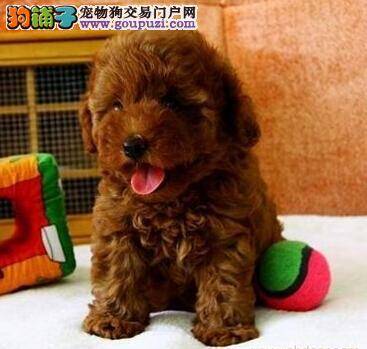 常备清水保健康 给贵宾犬准备清水的重要性