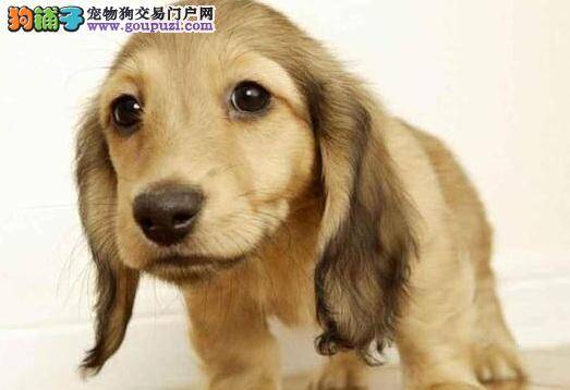 初步了解聪明独立的腊肠犬