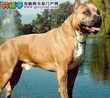 护理小偏方 怎样让比特犬的毛发光泽又美观