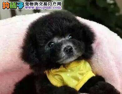 训练泰迪犬你必须要了解的方法