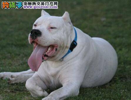 祖传老偏方 杜高犬患上犬瘟热的症状及治愈方法