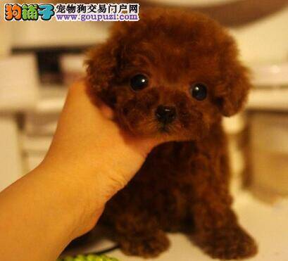 泰迪犬吃完驱虫药呕吐还需要再吃吗