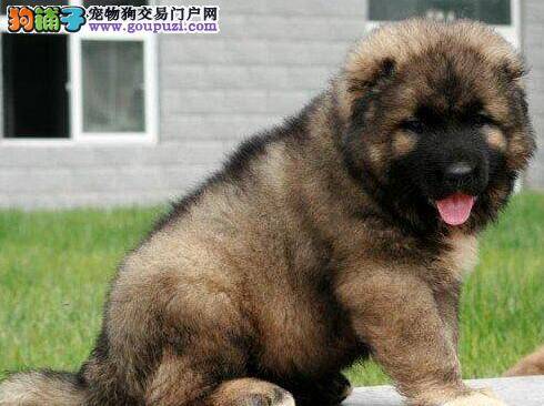 了解高加索犬让你知道它到底凶不凶