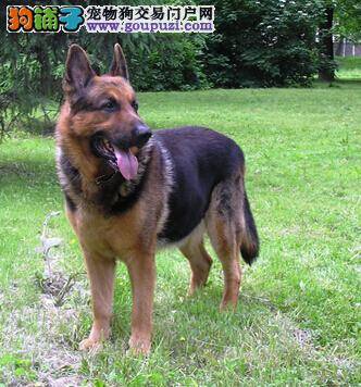 正确抱狗很简单 如何抱德国牧羊犬会让它感到更舒服