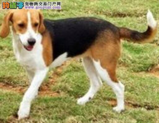 训练集中营 日常生活中怎样让比格犬对我们俯首称臣