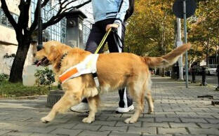 大学生发明导盲拐杖与导盲犬一样优秀
