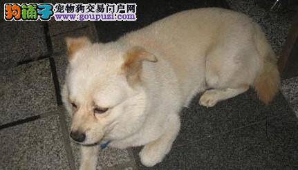 济南市加强犬只管理，收缴的犬只通过不同方式饲养