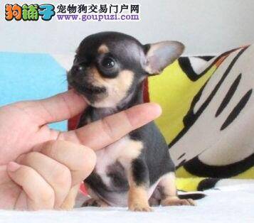 吉娃娃吃完牛骨头厌食不吃东西 正常吗