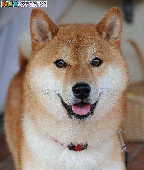 想要给两个多月的柴犬重新打疫苗不知道可不可以