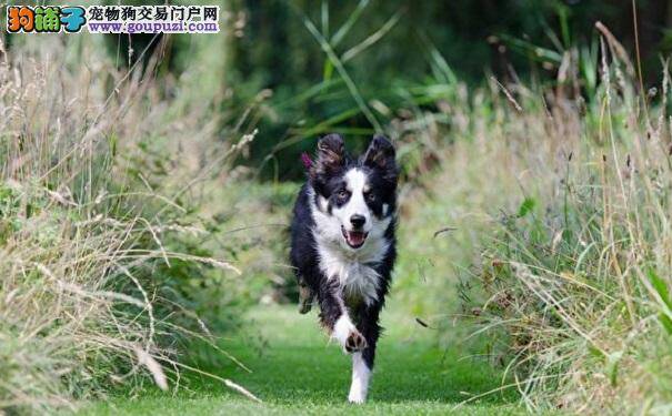 新手牧羊犬带一群朋友来吃晚餐 做饭的女主人转身大惊