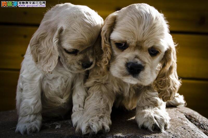 选购一只健康可卡犬的几点要求