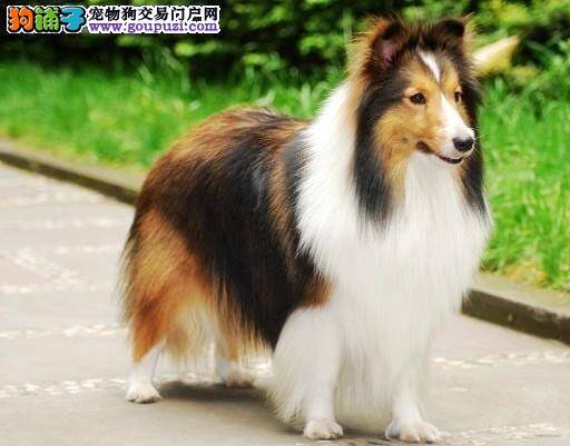 为选购喜乐蒂犬的主人指点迷津