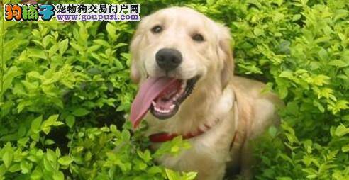 金毛犬要征服长江，主人为其加油助威