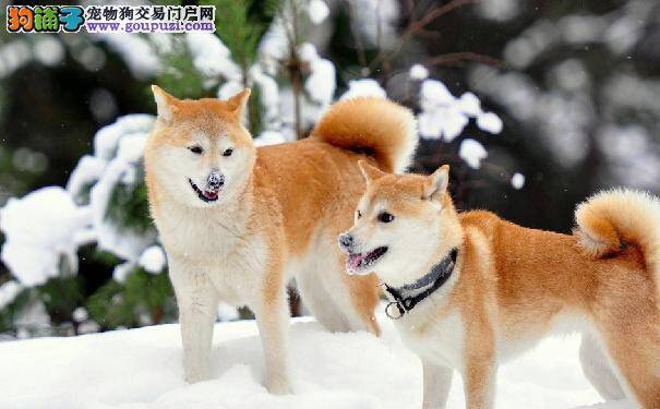 秋田犬患犬细小病毒症状 犬细小病毒怎么预防