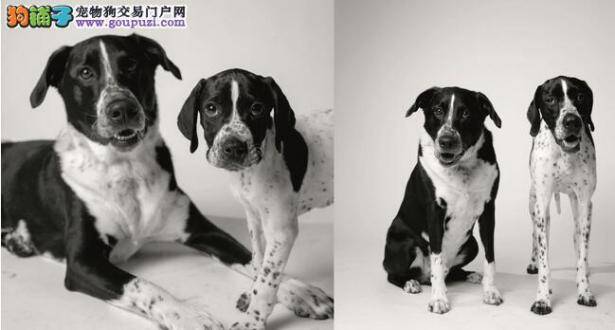 【狗狗可否不老】捕捉岁月的痕迹 摄影师追踪狗狗变化