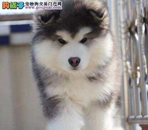 阿拉斯加犬患上肺炎，没精神抽搐怎么办
