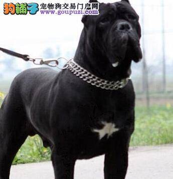 打造清新小萌犬 让卡斯罗犬远离口臭困扰