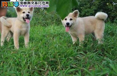 秋田犬骨折的治疗办法