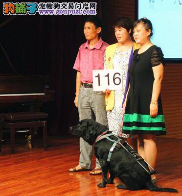 盲文图书馆举行助盲慈善活动 导盲犬签名画拍卖成功