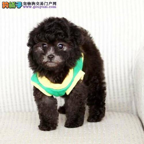 泰迪犬吃完食物后开始拉稀了要紧吗
