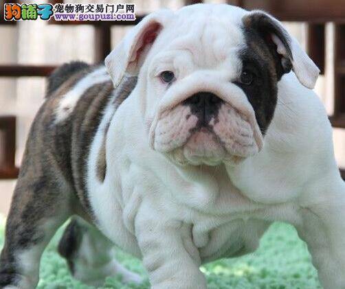 斗牛犬拉肚子，流鼻涕用什么方法治疗