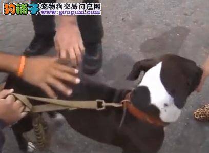 狠男将狗甩下悬崖，开车扬长而去