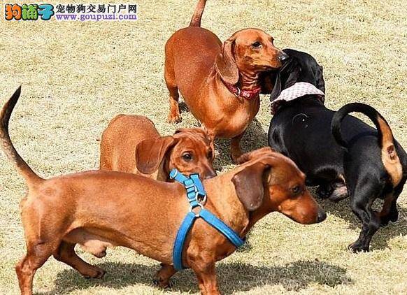 看家的好帮手，短毛腊肠犬